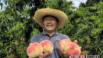 绵阳梓潼：万亩桃子喜获丰收