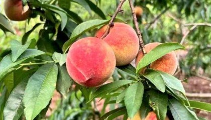 句容茅山风景区马埂村：桃子丰收乐果农