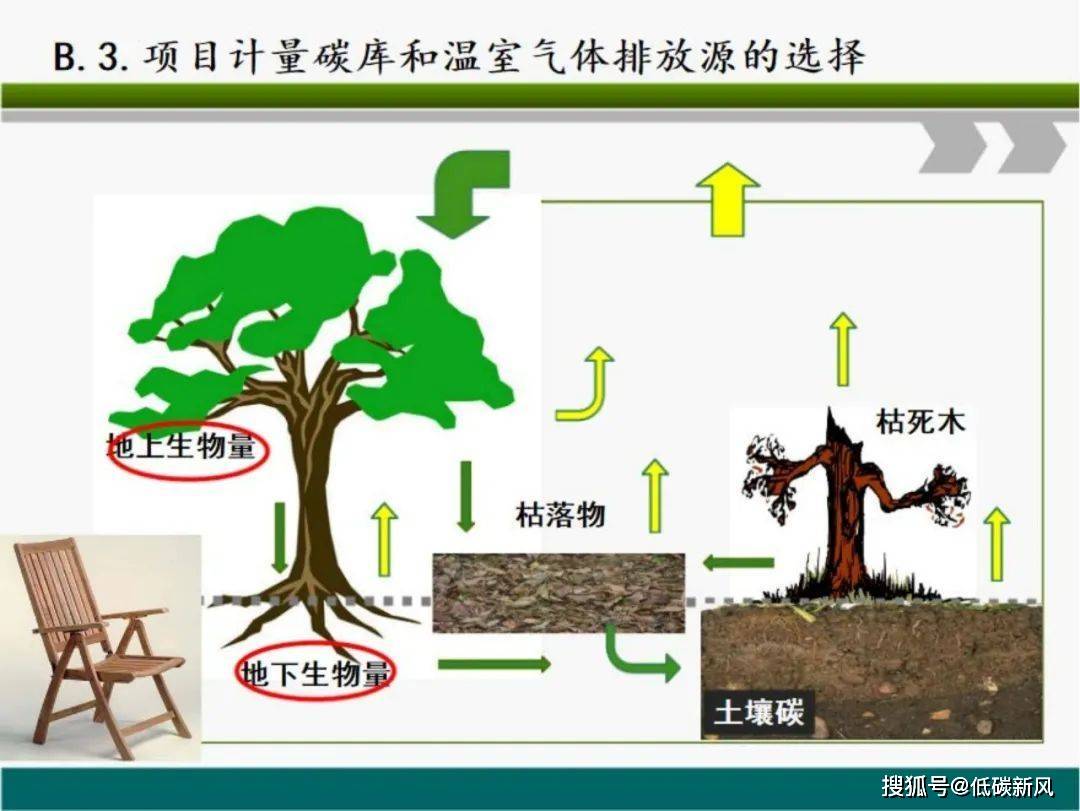 解锁林业碳汇项目，最系统的开发教程！强烈推荐收藏