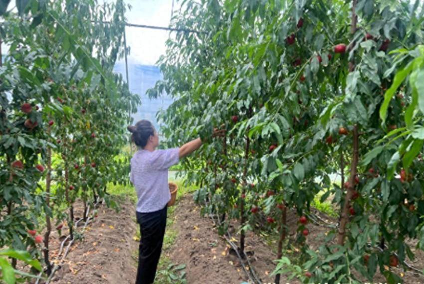 汪清：桃子甜蜜上市 采摘正当其时