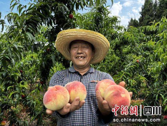绵阳梓潼：万亩桃子喜获丰收