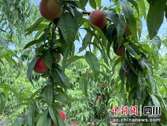 绵阳梓潼：万亩桃子喜获丰收