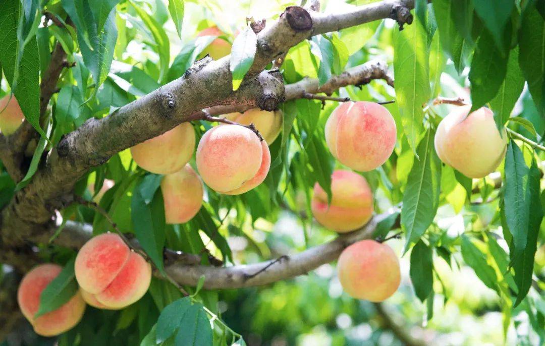 湖北枣阳：一颗桃子的“甜蜜密码”