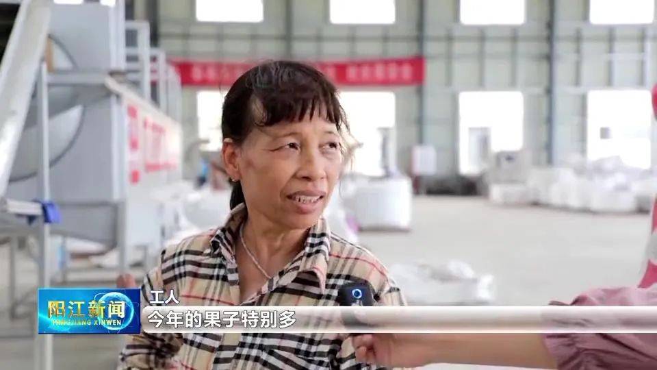 日加工350吨！阳春坚果丰收