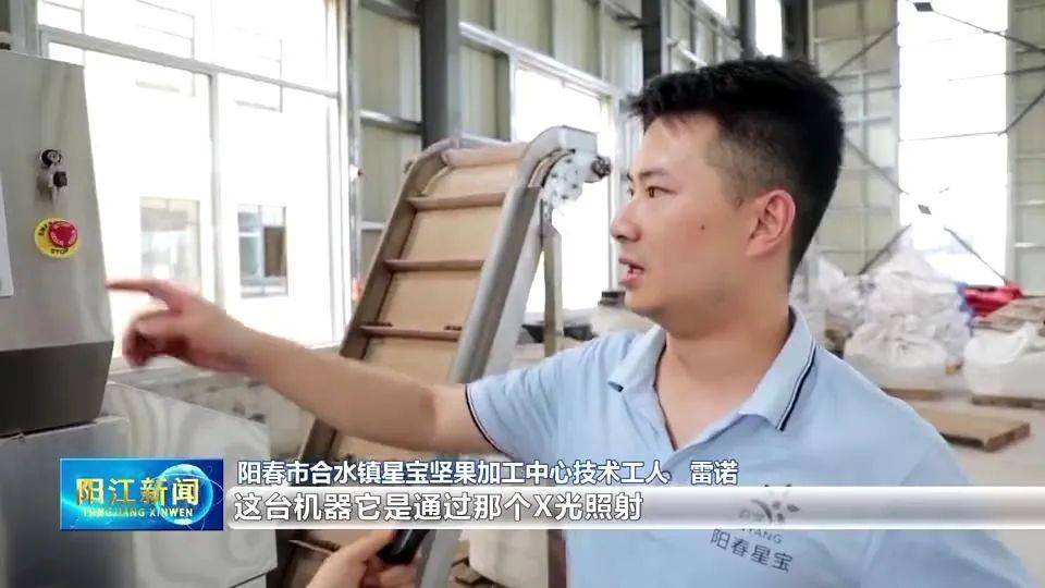 日加工350吨！阳春坚果丰收