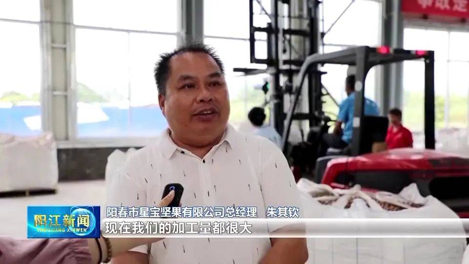 日加工350吨！阳春坚果丰收
