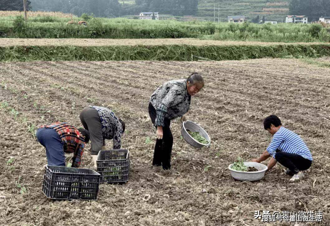 太平畈乡耿家坊村：秋收秋种掀高潮 乡村振兴添活力